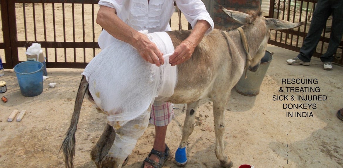 The Asswin Project To Help Suffering Animals In India